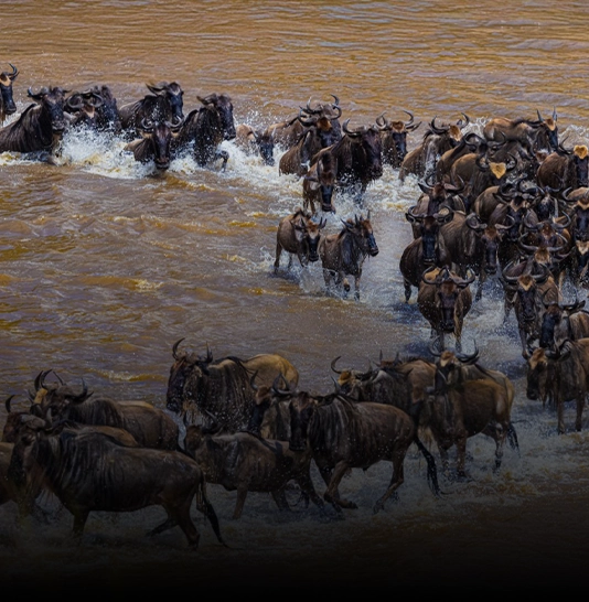 Great Migration