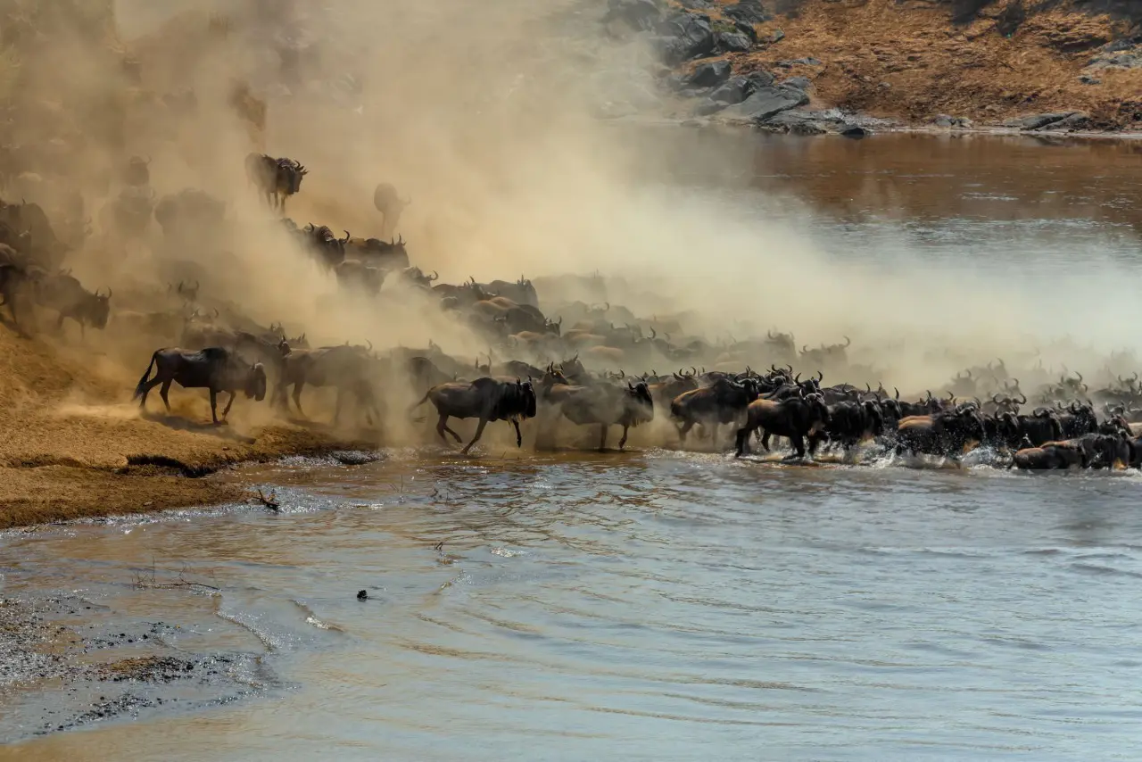 Witnessing the Great Migration: Nature's Greatest Spectacle