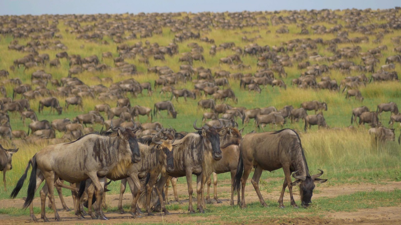 Great Migration River Crossing at Kileleoni Mara Gateway