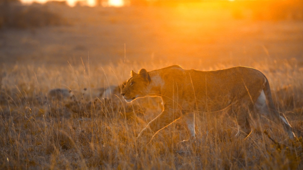 Lions in Maasai Mara