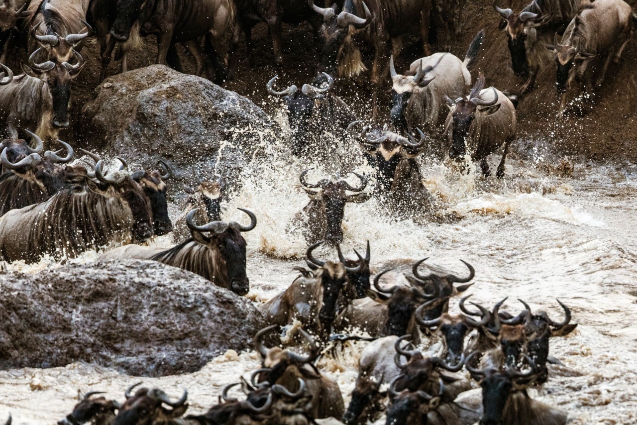 Elephants in Maasai Mara